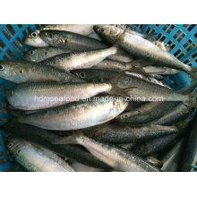 Light Catch Seafood Frozen Sardine Fish